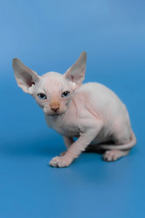 Kai | canadian sphynx kitten