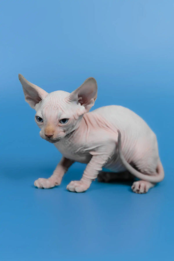 Kai | canadian sphynx kitten