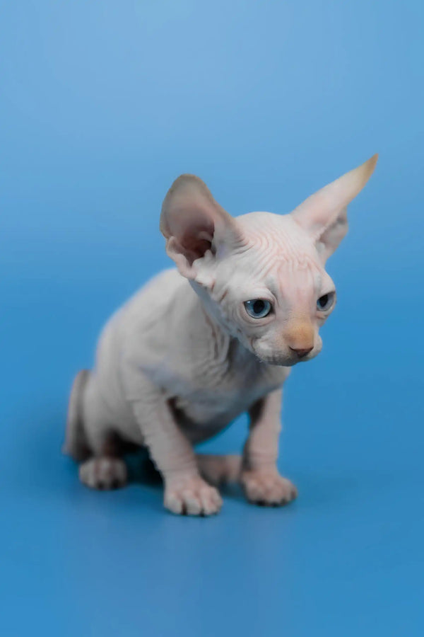 Kai | canadian sphynx kitten