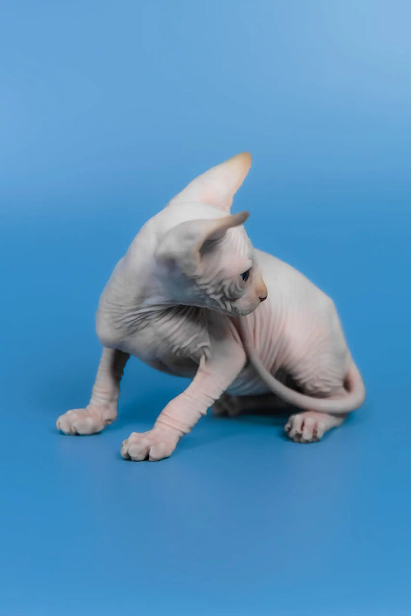 Kai | canadian sphynx kitten