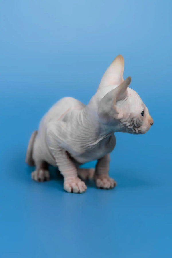 Kai | canadian sphynx kitten