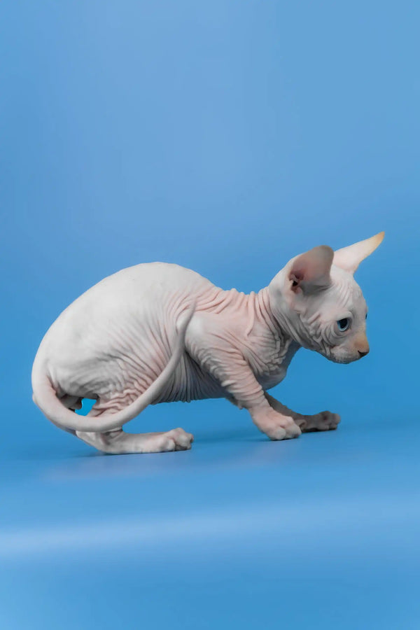 Kai | canadian sphynx kitten