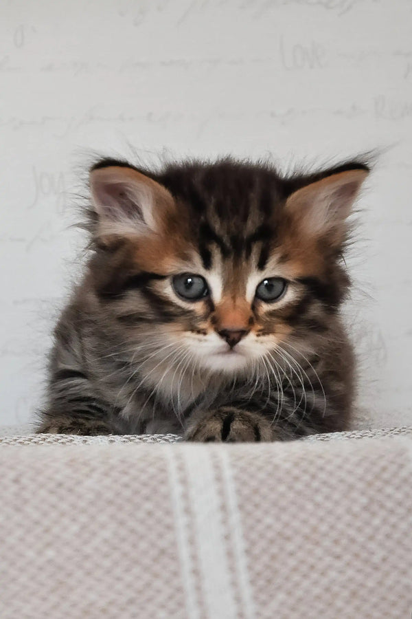 Kai | siberian kitten