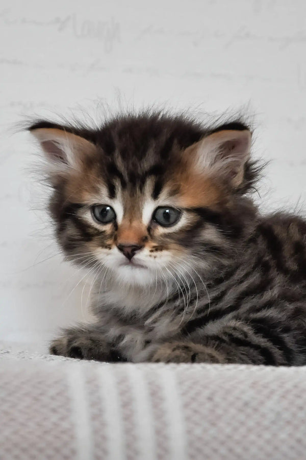 Kai | siberian kitten