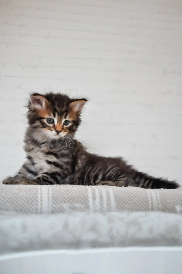 Kai | siberian kitten
