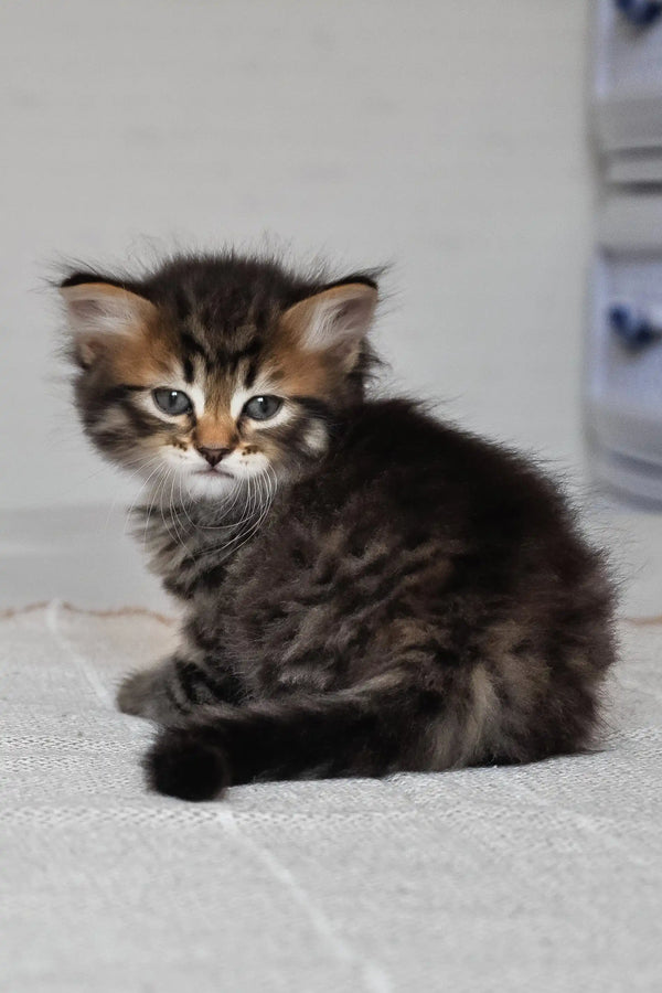 Meet Kai the Adorable Siberian Kitten