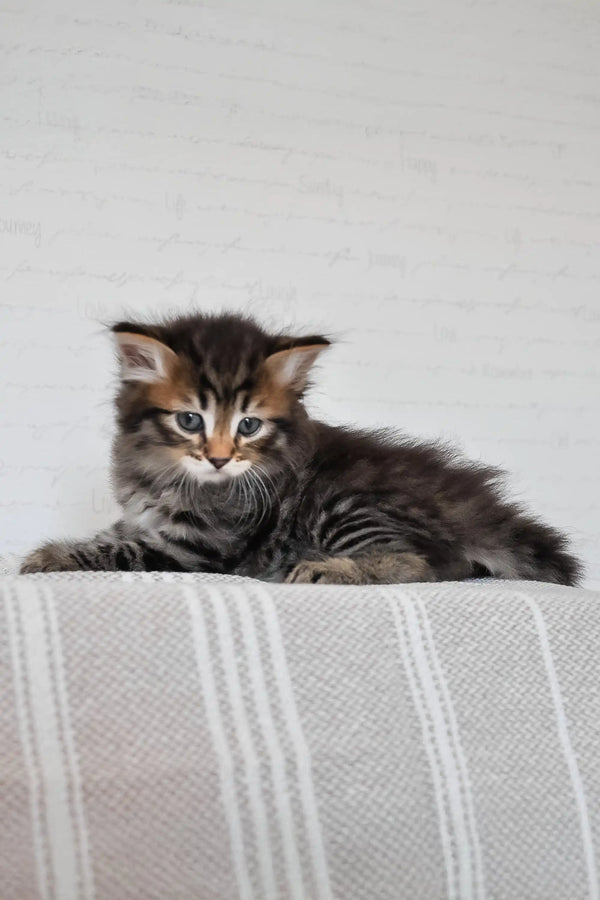 Kai | siberian kitten