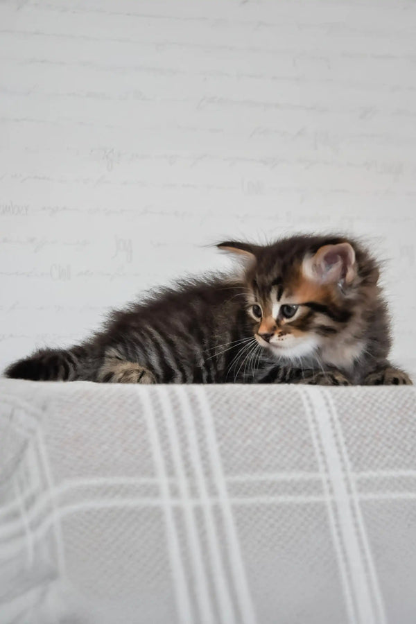 Kai | siberian kitten