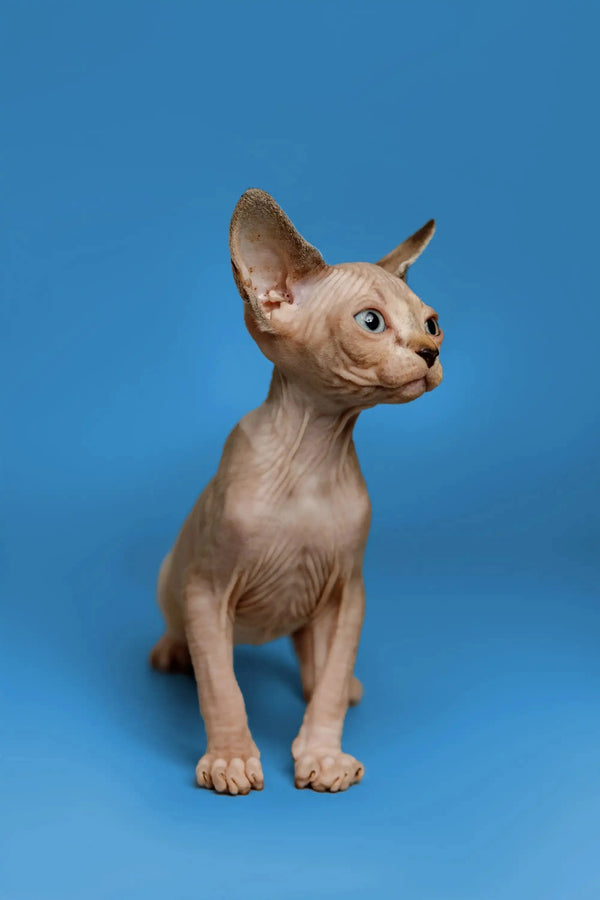 Adorable Hairless Sphynx Kitten Kaia with big ears and a friendly nature