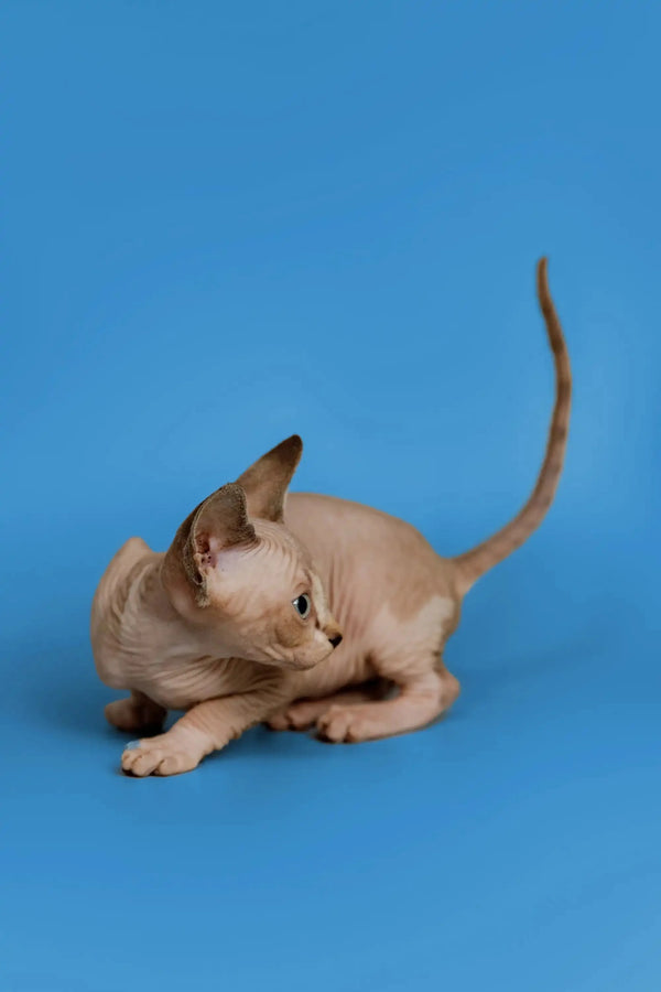 Sphynx kitten Kaia with big ears and wrinkled skin in a cute crouching pose