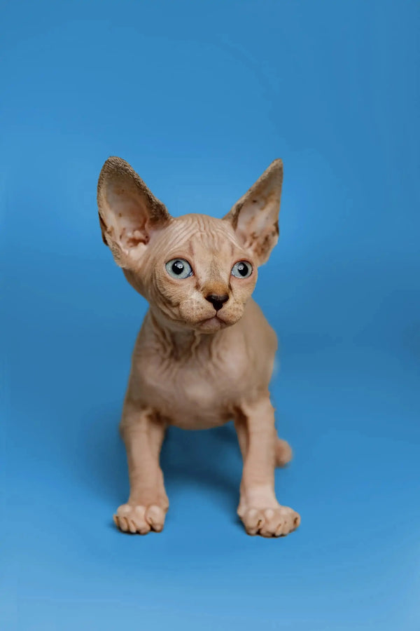 Meet Kaia, the adorable hairless Sphynx kitten with big ears and blue eyes!