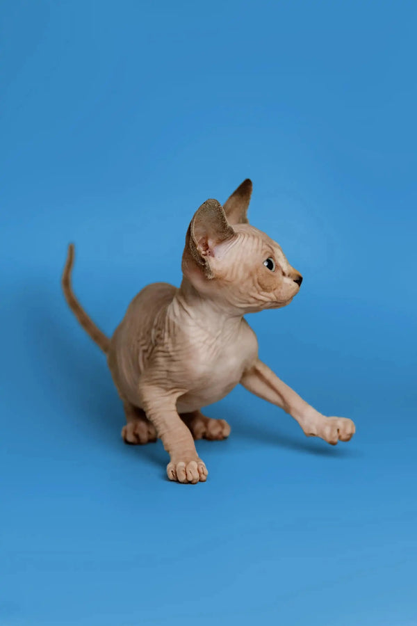 Cute hairless Sphynx kitten Kaia with wrinkled skin and large ears, showing her friendly nature