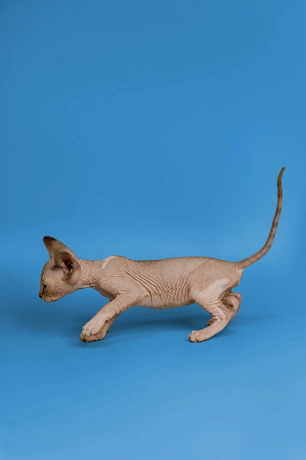 Playful Hairless Sphynx kitten Kaia showing off her friendly nature with cute wrinkles