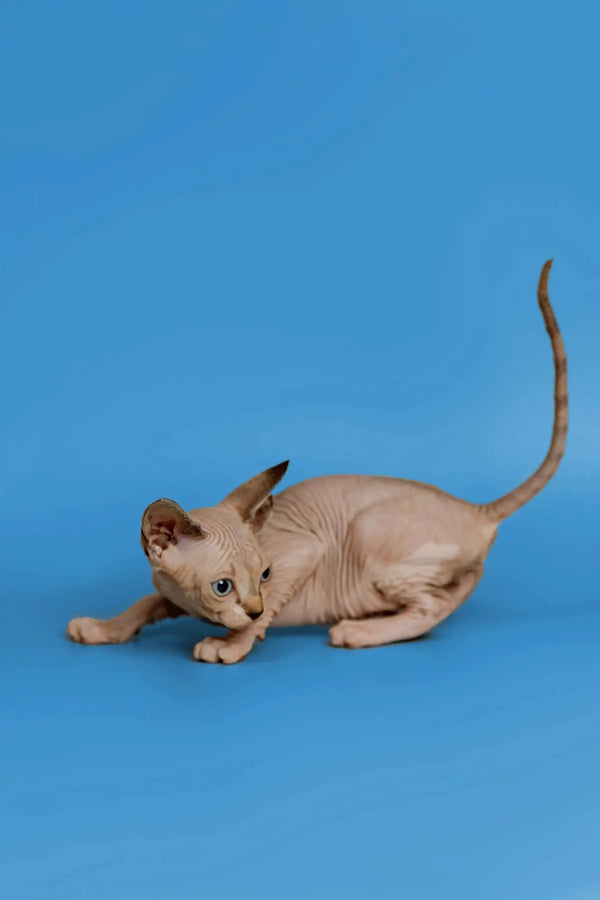 Meet Kaia, the adorable sphynx kitten with wrinkled skin and big ears