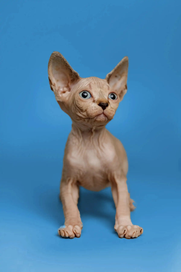 Meet Kaia, an adorable Sphynx kitten with big ears and a sweet, friendly nature
