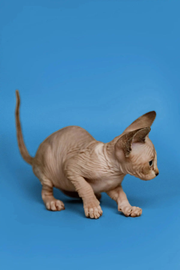 Adorable Sphynx kitten Kaia with wrinkled skin and big ears, showcasing her friendly nature