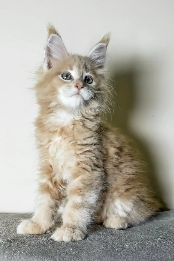 Kaiser | maine coon kitten