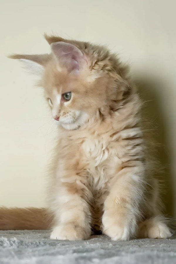 Kaiser | maine coon kitten
