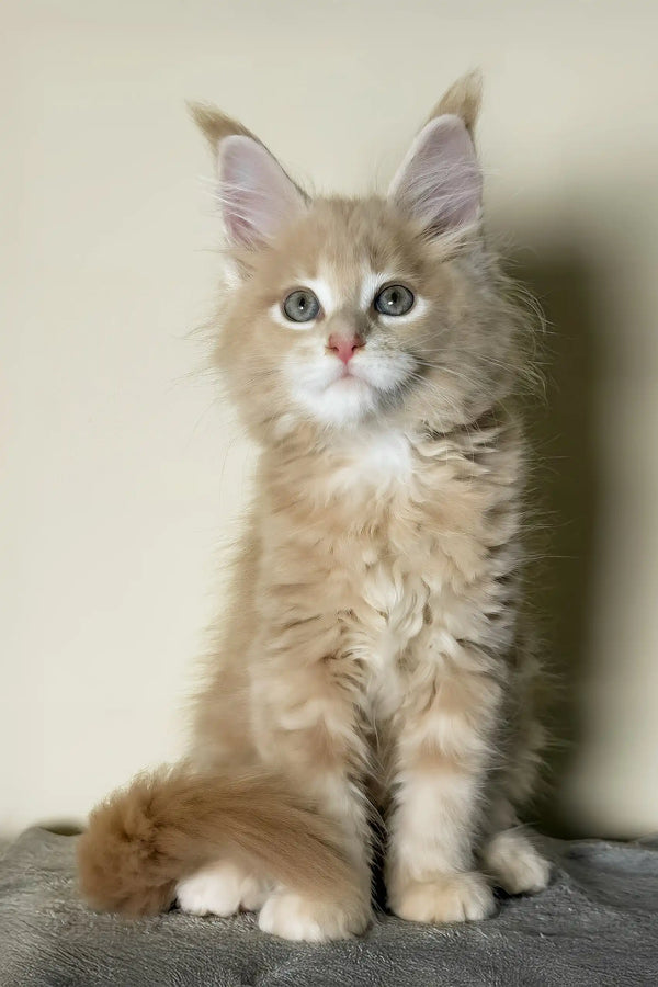 Kaiser | maine coon kitten
