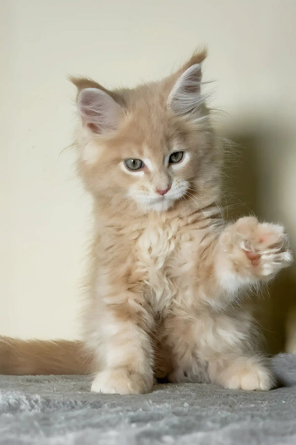 Kaiser | maine coon kitten