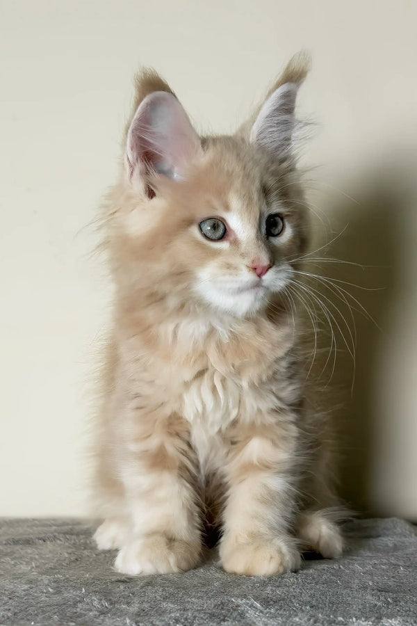 Kaiser | maine coon kitten