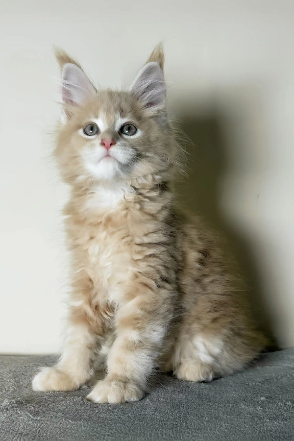 Kaiser | maine coon kitten