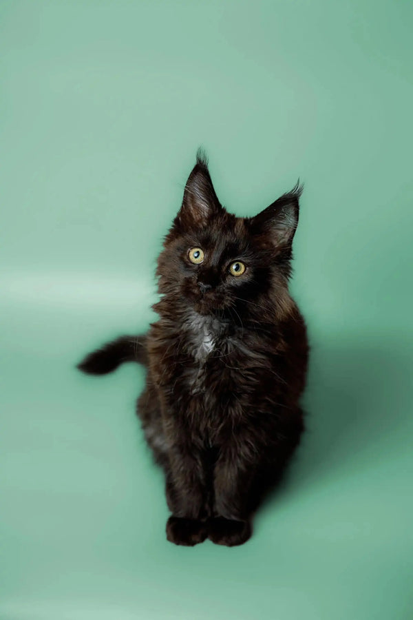 Adorable Black fluffy Maine Coon kitten with bright eyes and pointed ears