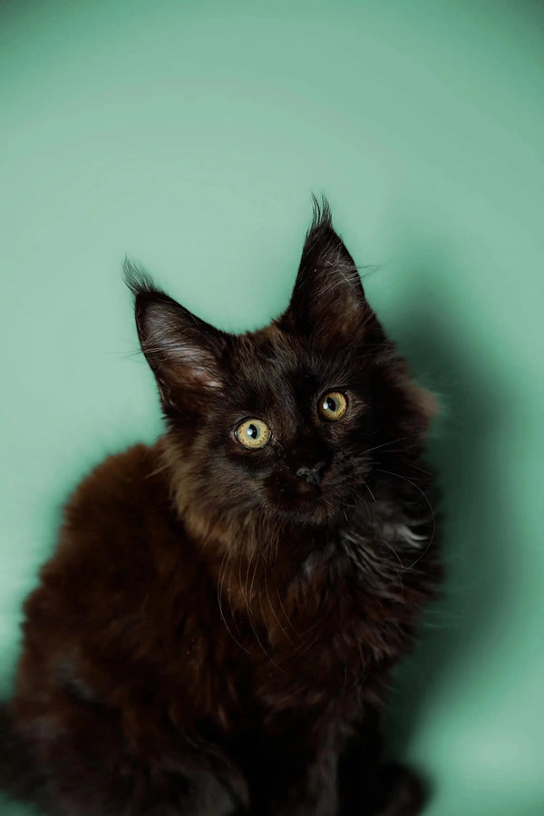 Black Maine Coon kitten Kali with alert eyes and tufted ears ready to play