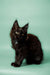 Black Maine Coon kitten with fluffy fur and alert ears, perfect for any cat lover