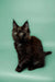 Meet Kali, a fluffy Black Maine Coon kitten with alert eyes and playful charm