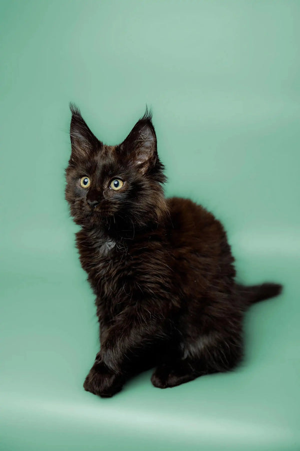 Meet Kali, a fluffy Black Maine Coon kitten with alert eyes and playful charm