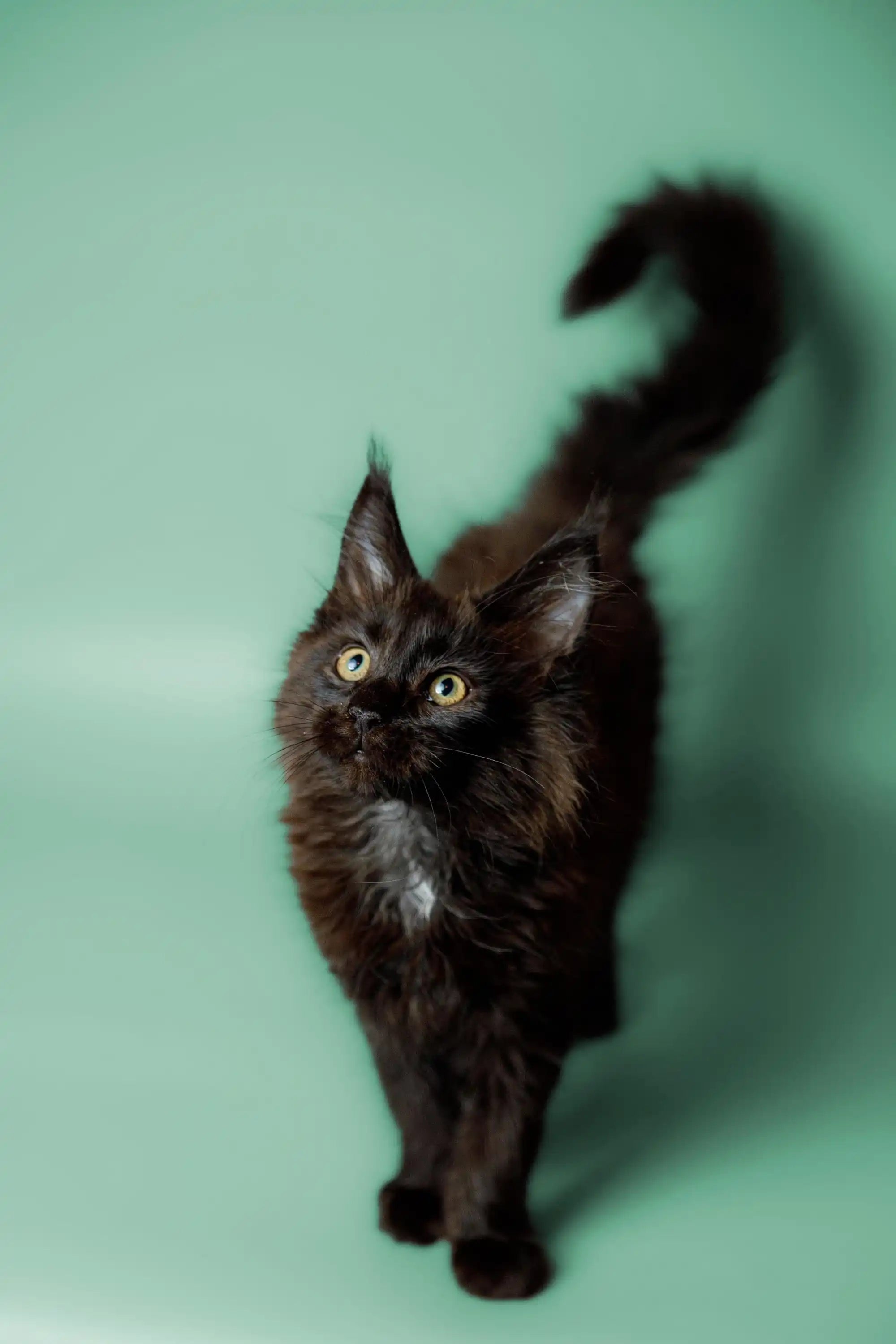 Maine Coon Kittens for Sale Kali | Kitten