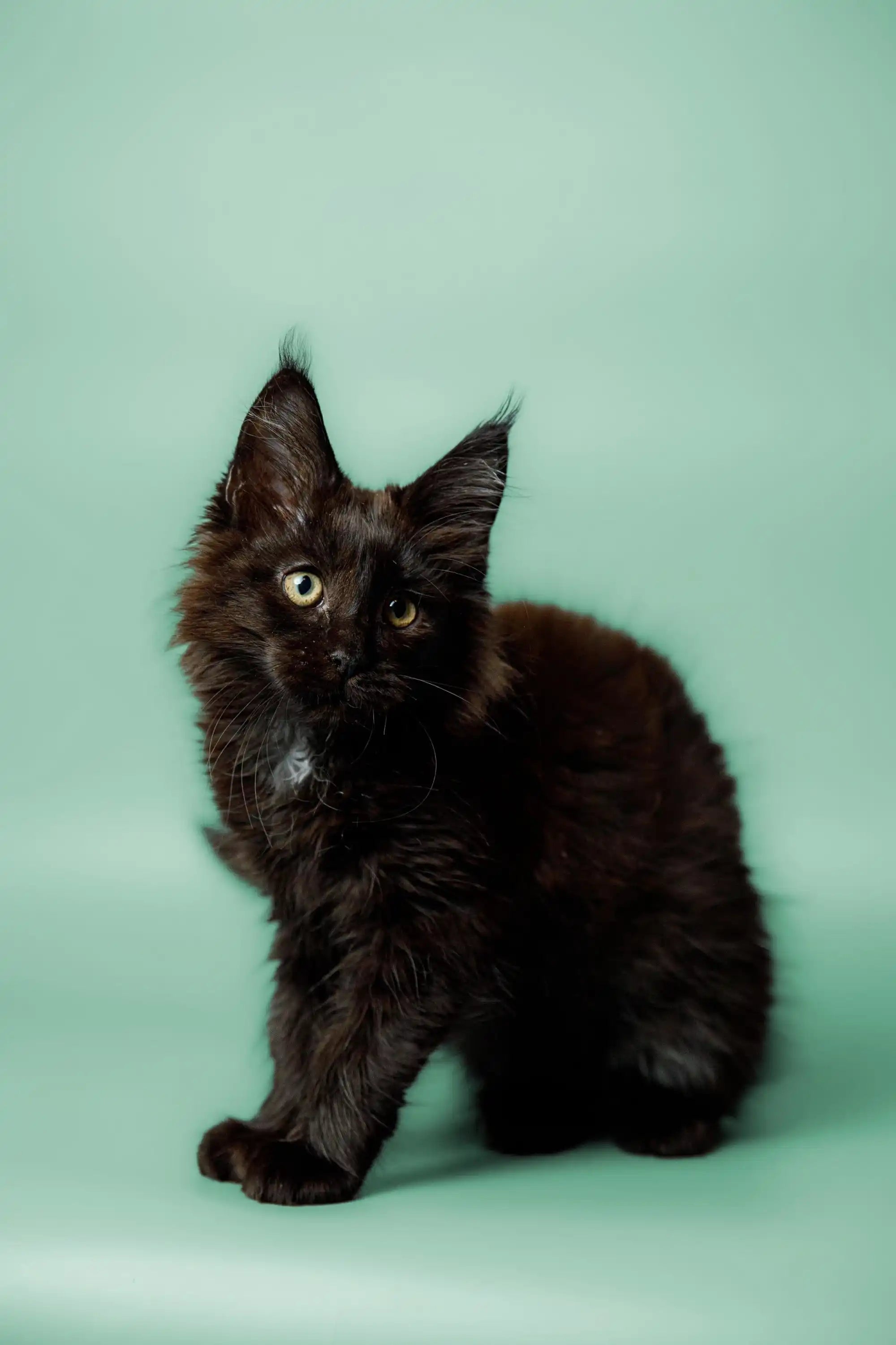 Maine Coon Kittens for Sale Kali | Kitten