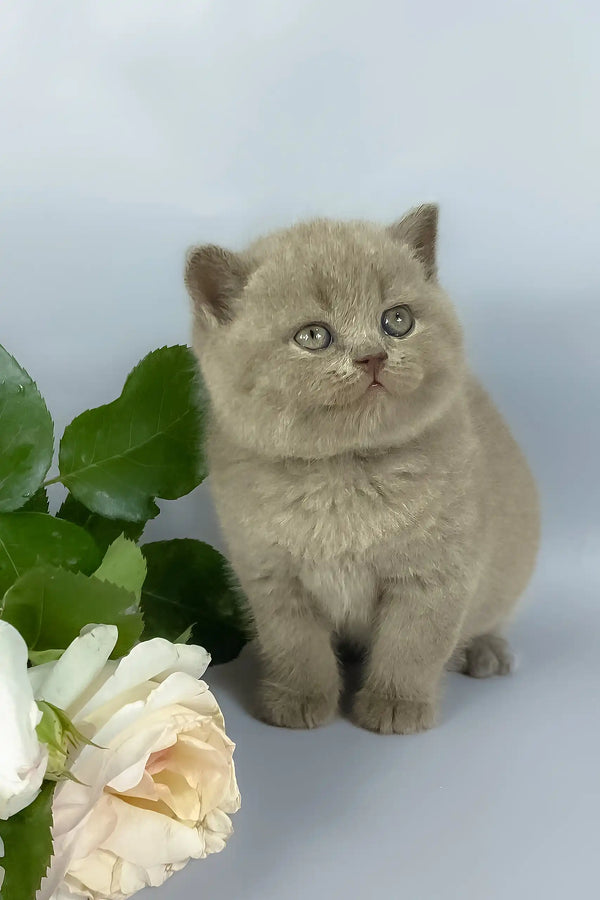 Kalif | british shorthair kitten