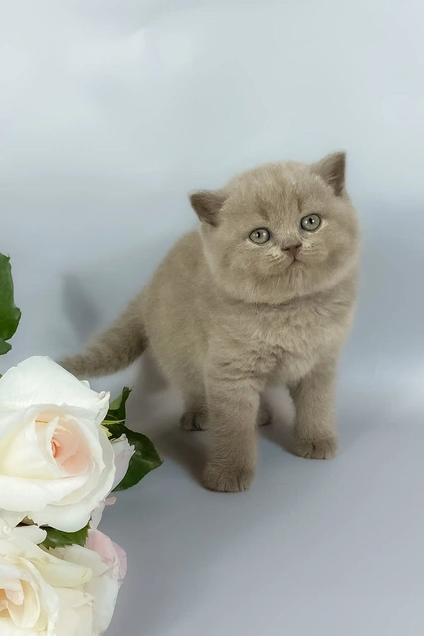 Kalif | british shorthair kitten