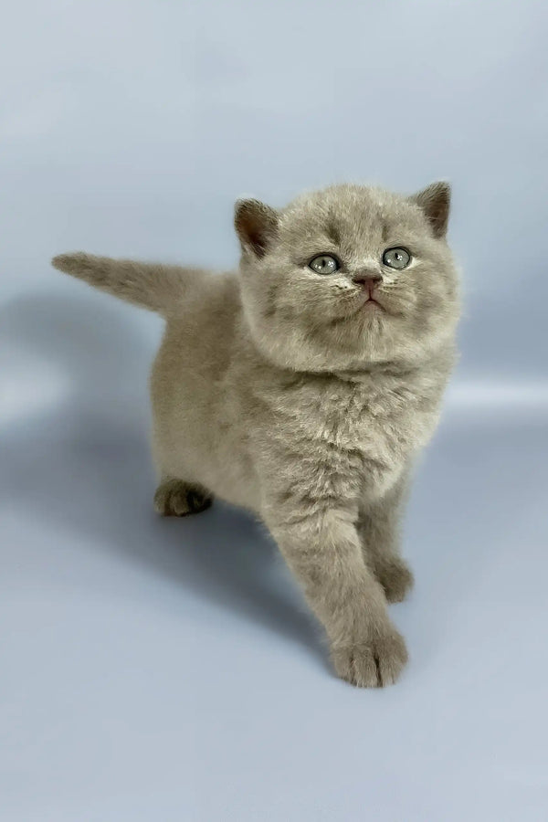 Kalif | british shorthair kitten