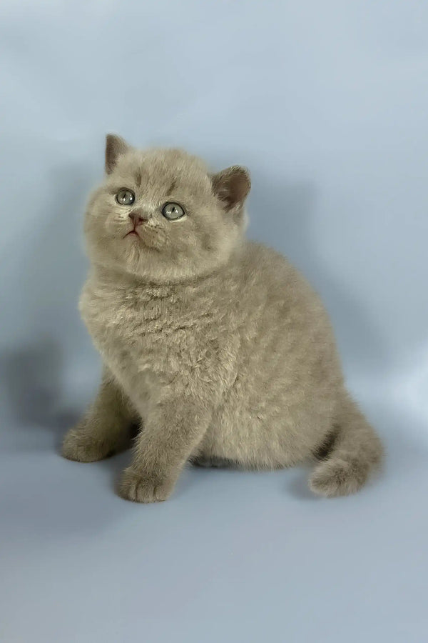 Kalif | british shorthair kitten