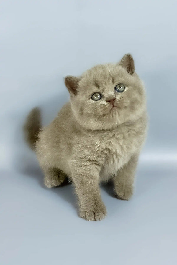 Kalif | british shorthair kitten