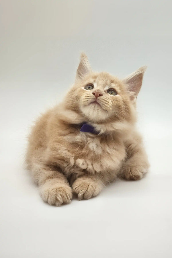 Kamal | maine coon kitten