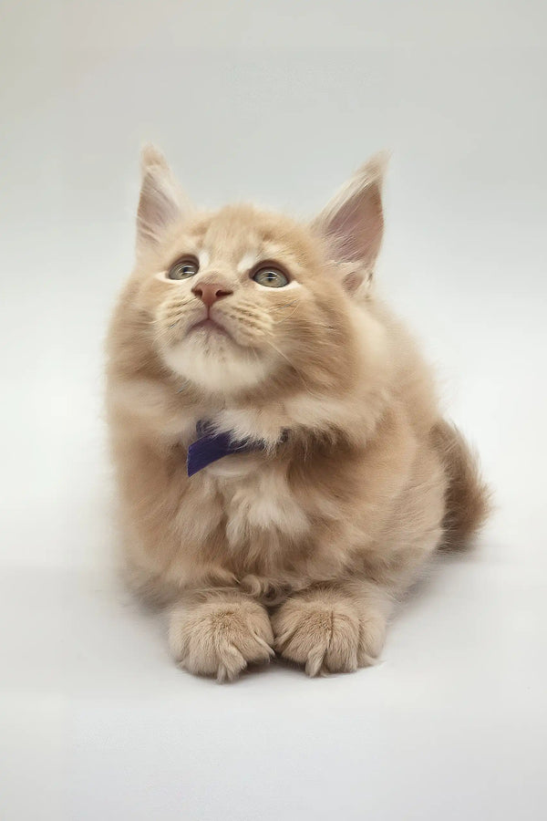 Kamal | maine coon kitten