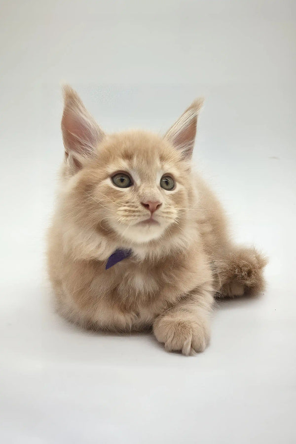 Kamal | maine coon kitten