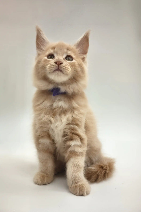 Kamal | maine coon kitten