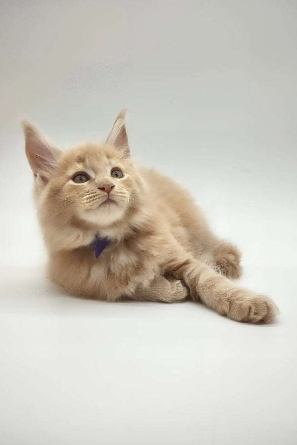Kamal | maine coon kitten