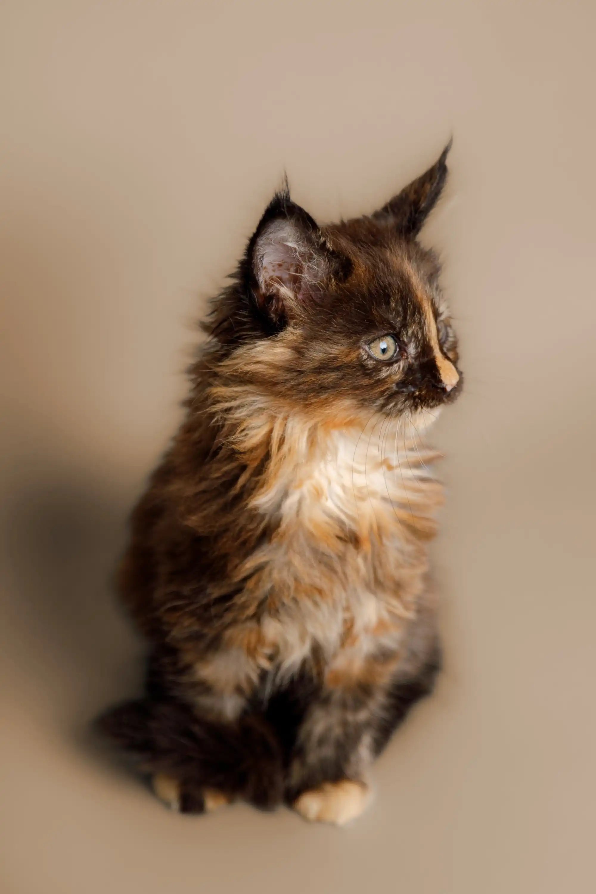 AVADA - Best Sellers Kamala | Maine Coon Kitten