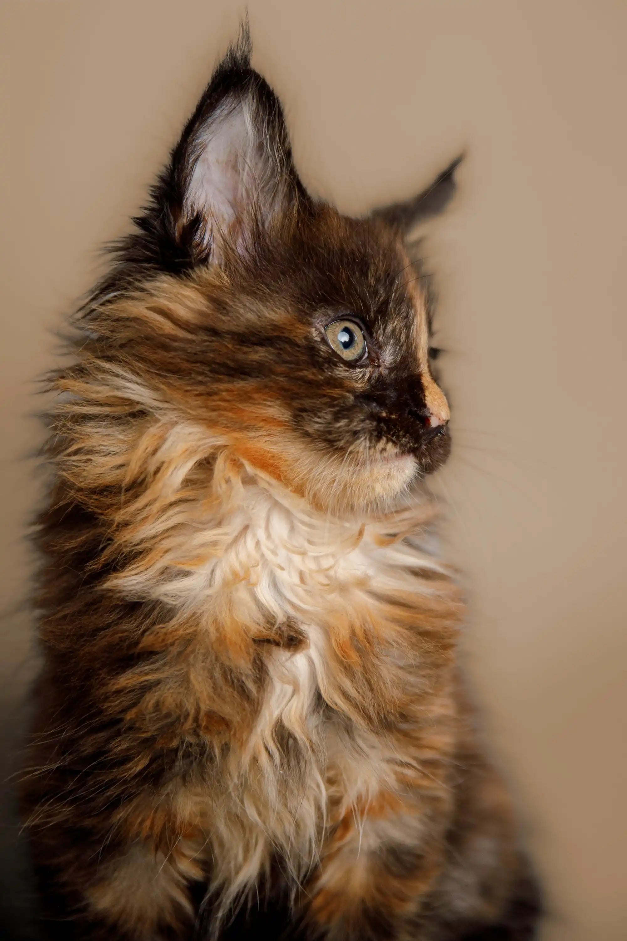AVADA - Best Sellers Kamala | Maine Coon Kitten
