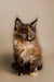 Fluffy Tortoiseshell Maine Coon Kitten with Bright Blue Eyes Named Kamala