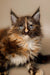 Fluffy Tortoiseshell Maine Coon Kitten with Blue Eyes and Cute Ear Tufts