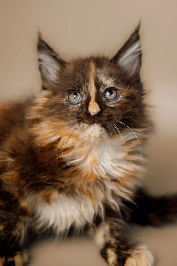 Fluffy Tortoiseshell Maine Coon Kitten with Blue Eyes and Cute Ear Tufts