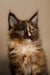 Fluffy Calico Maine Coon kitten with striking blue eyes and cute pointed ears