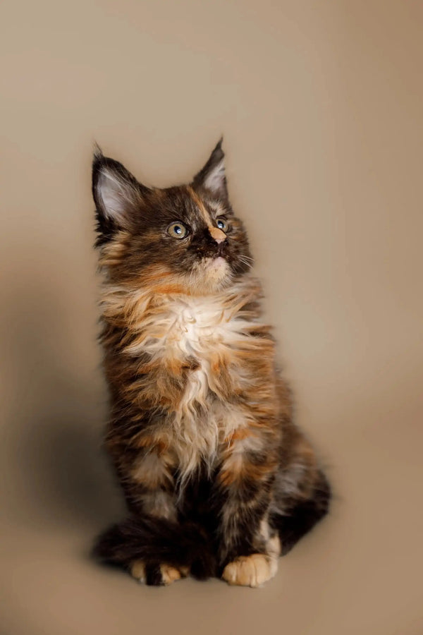 Fluffy calico Maine Coon kitten with bright eyes sitting upright, perfect for cuddles